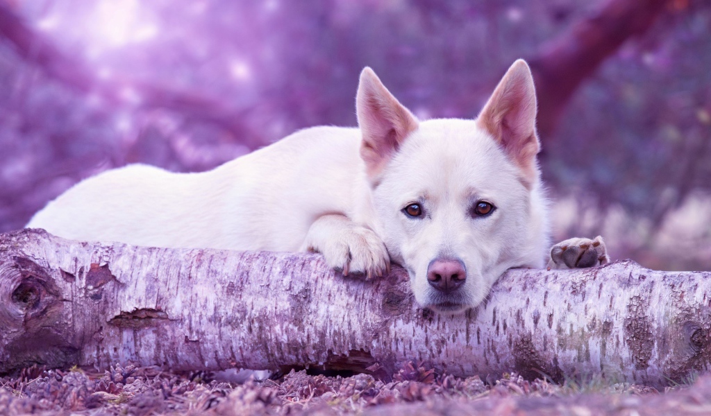 Грустная белая овчарка лежит на сухом дереве 