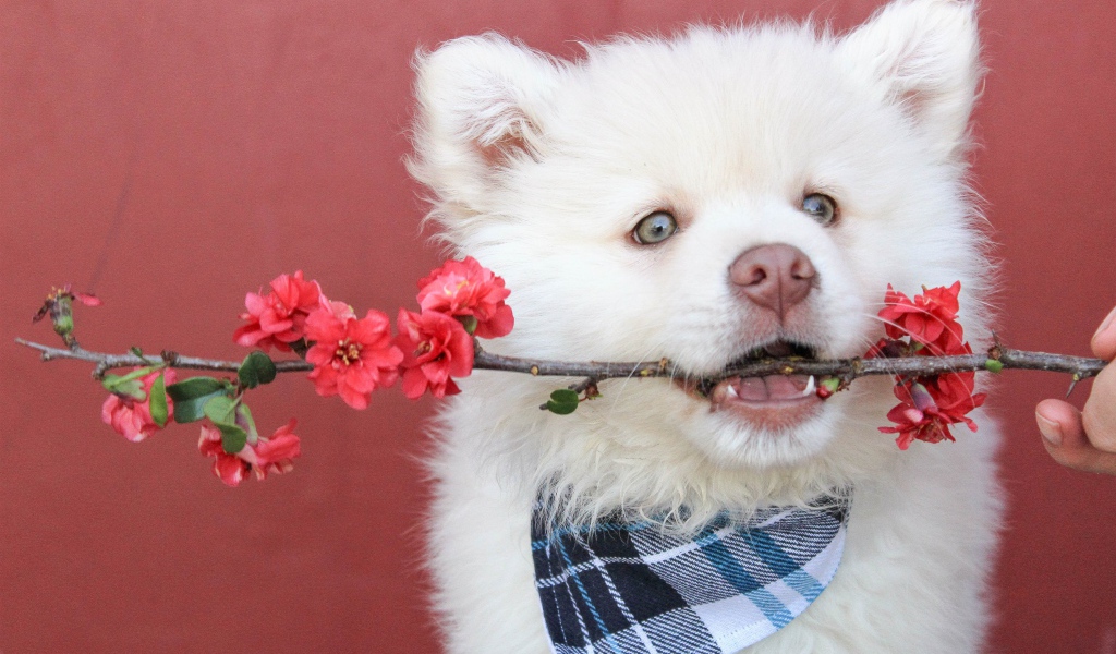 Samoyed husky puppy with a branch in his teeth