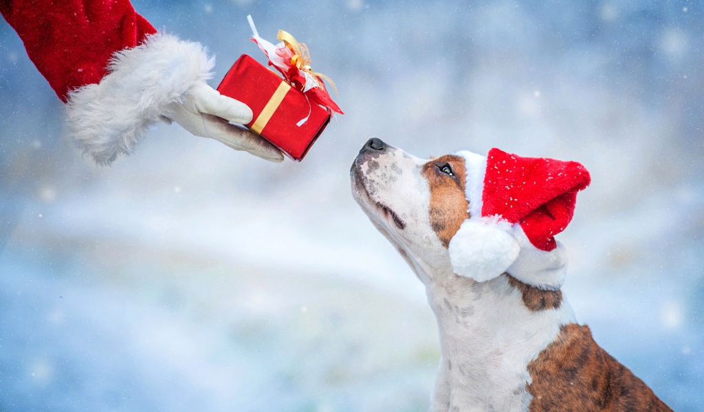 Санта Клаус дарит подарок собаке на Рождество 