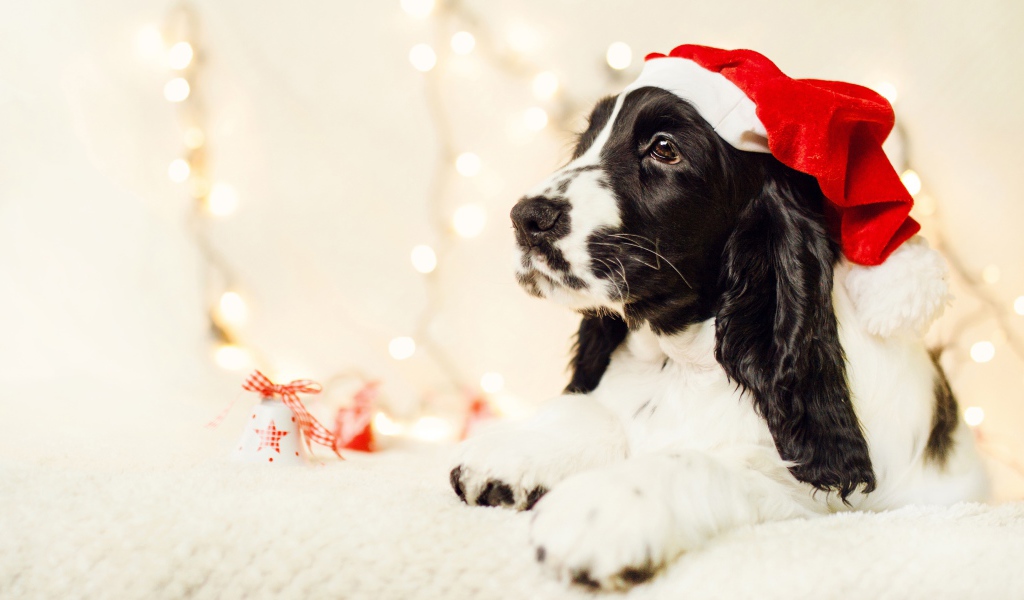 Собака породы сеттер в шапке Санта Клауса 