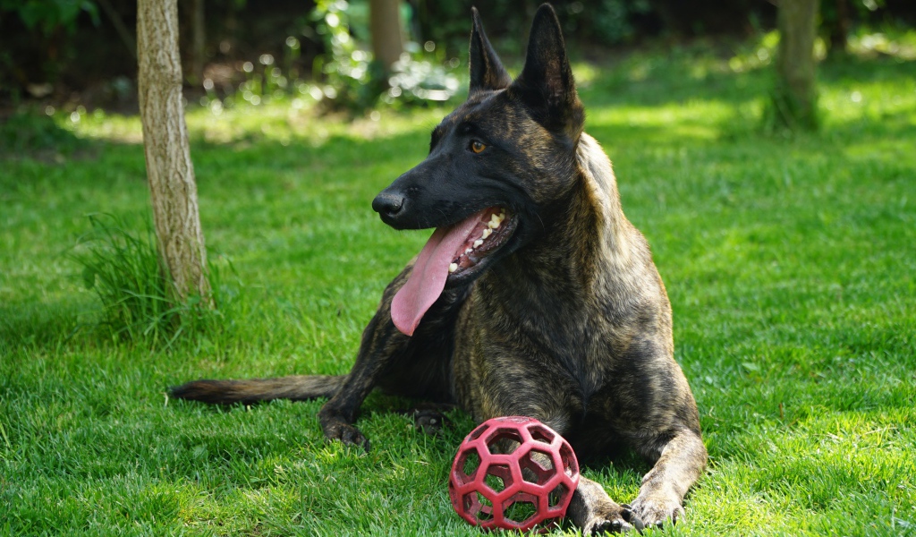 Овчарка с высунутым языком лежит с мячом на зеленой траве