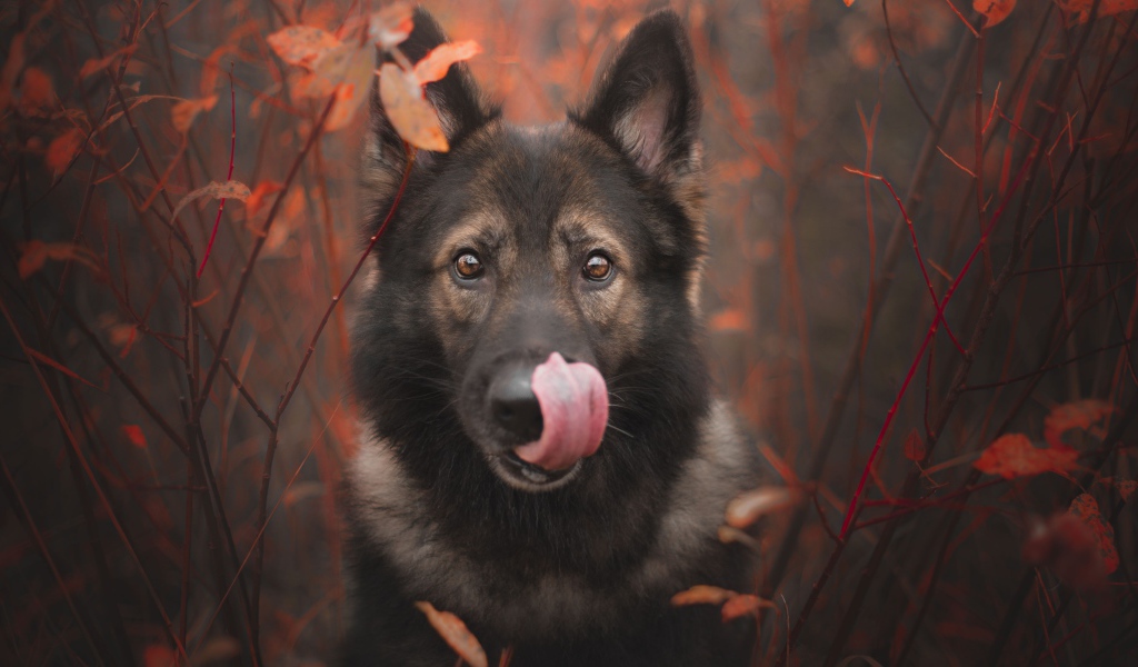 Овчарка облизывает морду языком