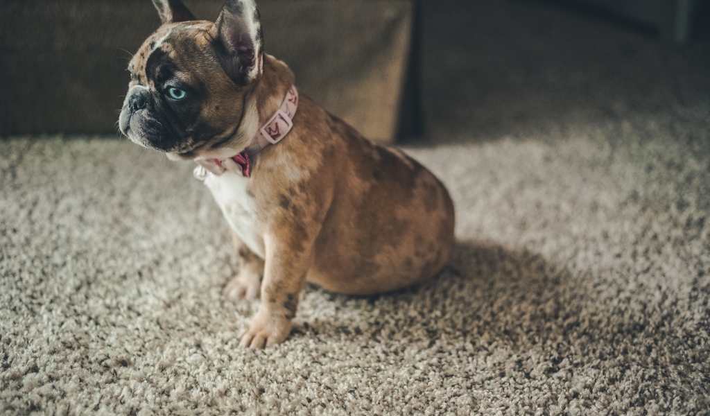Маленький голубоглазый щенок французского бульдога 