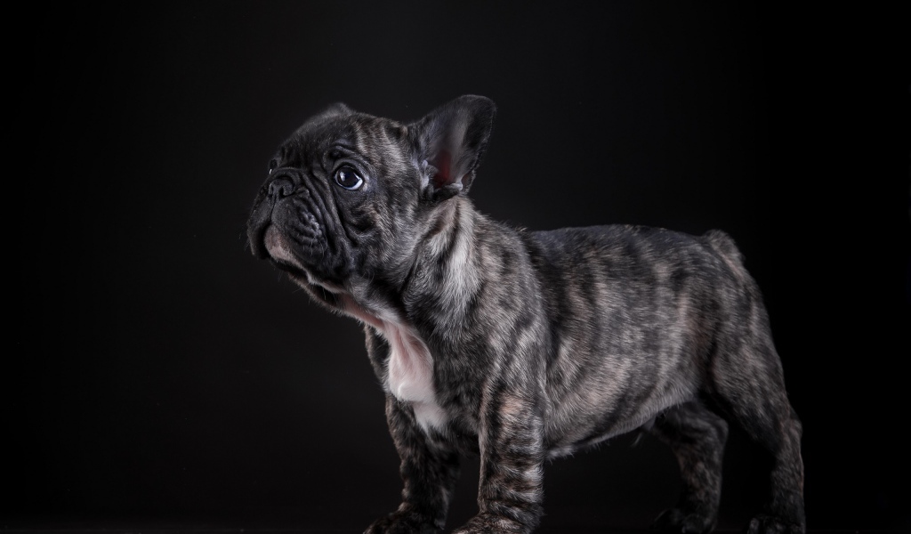 Маленький щенок французского бульдога на черном фоне