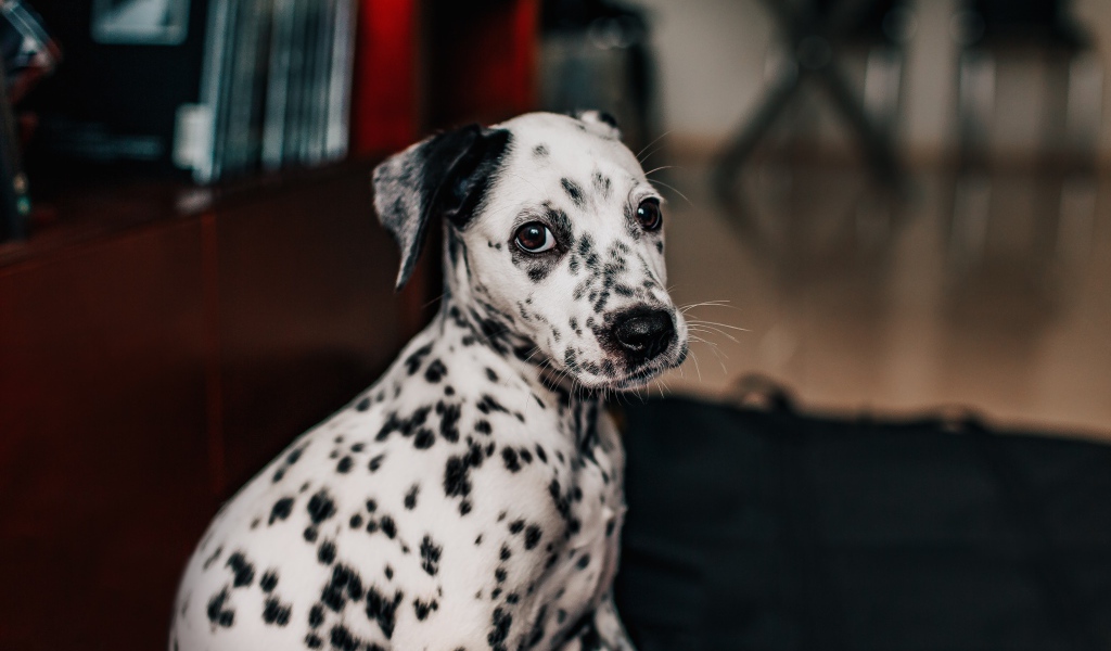 Маленький пятнистый щенок далматина