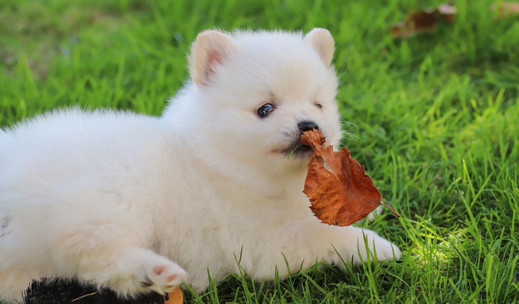 Маленький белый щенок шпица на зеленой траве с листом