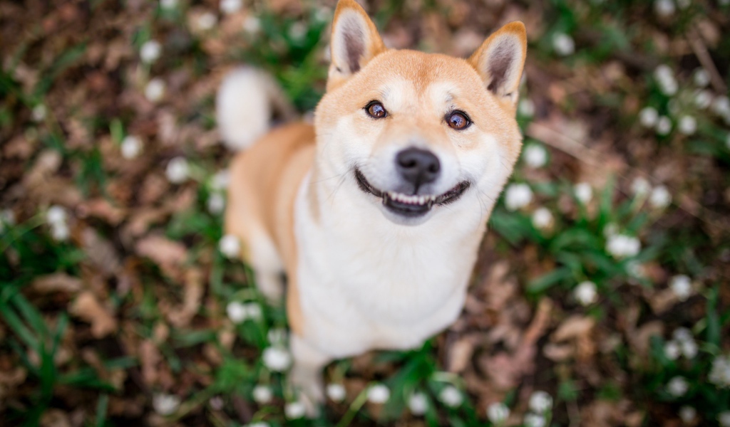 Улыбающаяся собака породы акита ину 