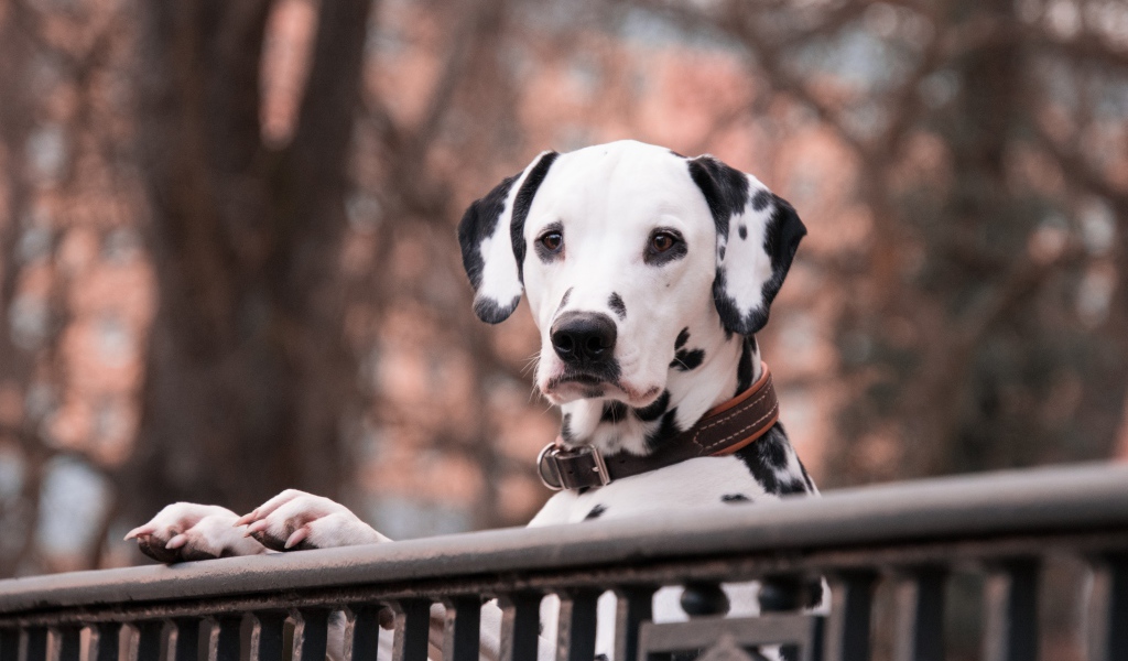 Пятнистый далматинец у перил 