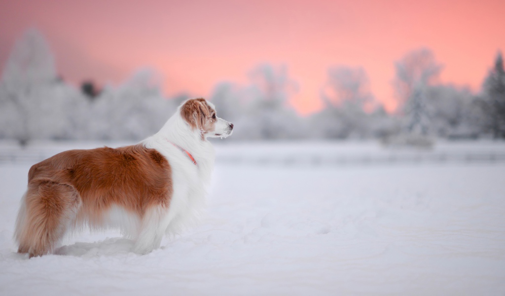 Породистый пес стоит на снегу 