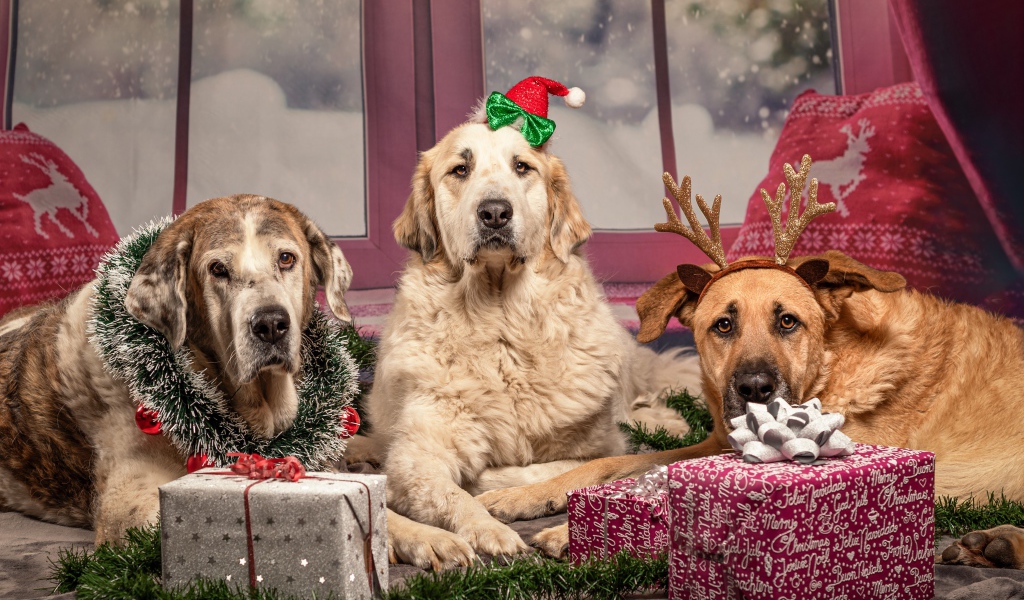 Три большие собаки с подарками на Рождество 