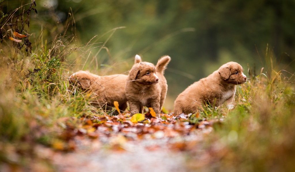 Три маленьких коричневых щенка идут по тропинке 