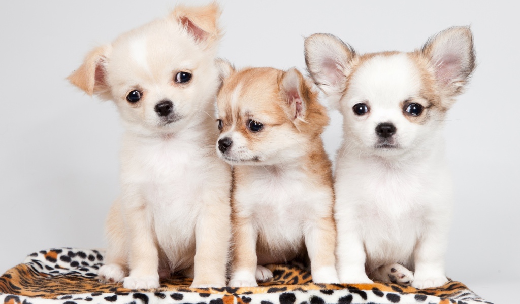 Три маленьких забавных щенка чихуахуа