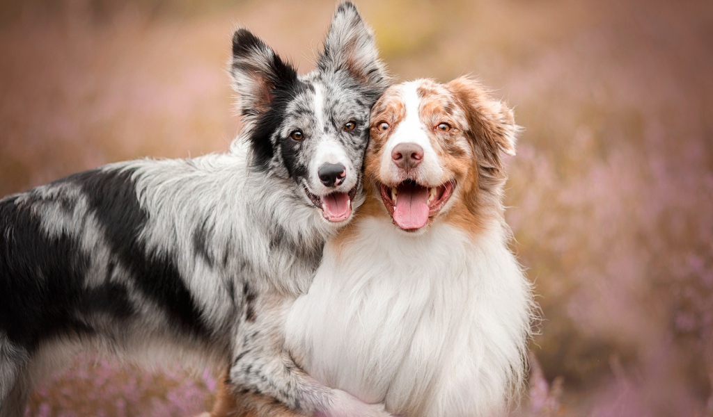 Две собаки породы австралийская овчарка с высунутым языком