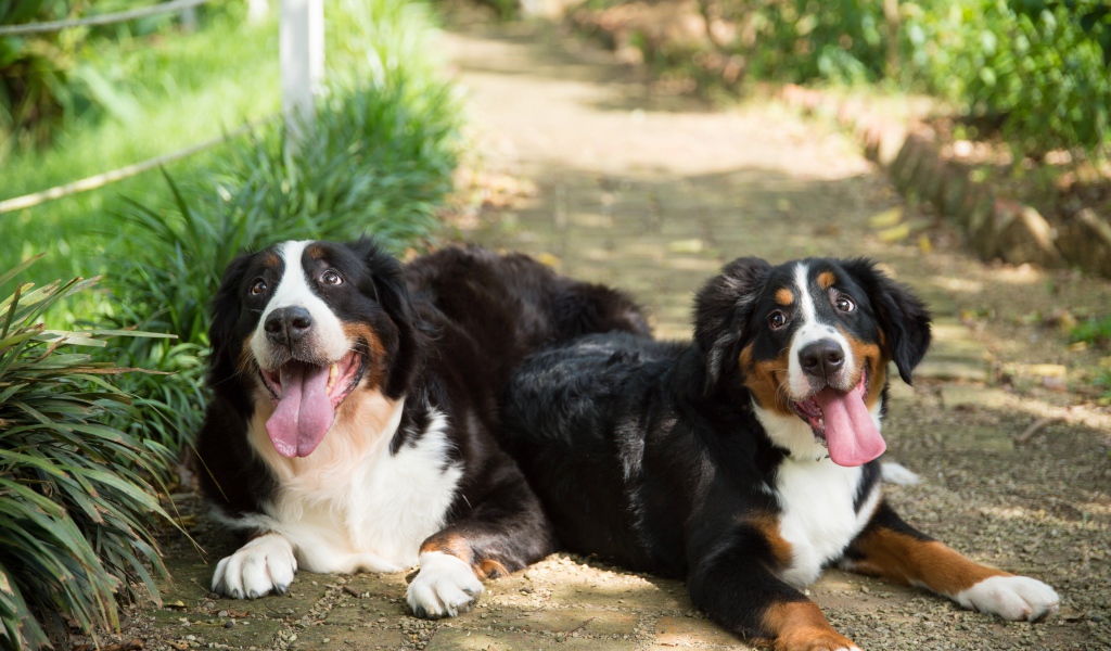 Две собаки породы Бернский зенненхунд с высунутым языком