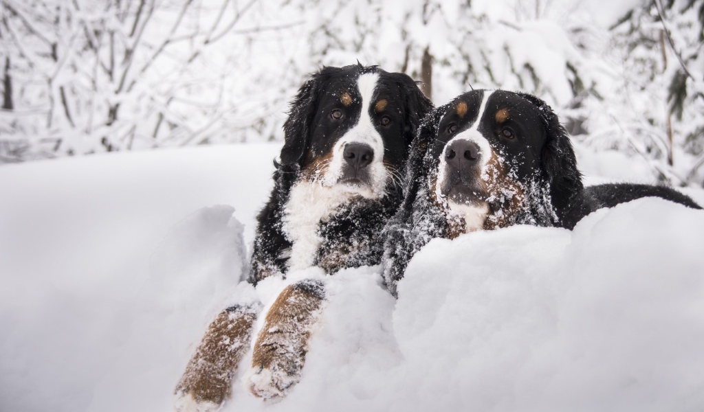 Две собаки Бернский зенненхунд лежат на снегу 