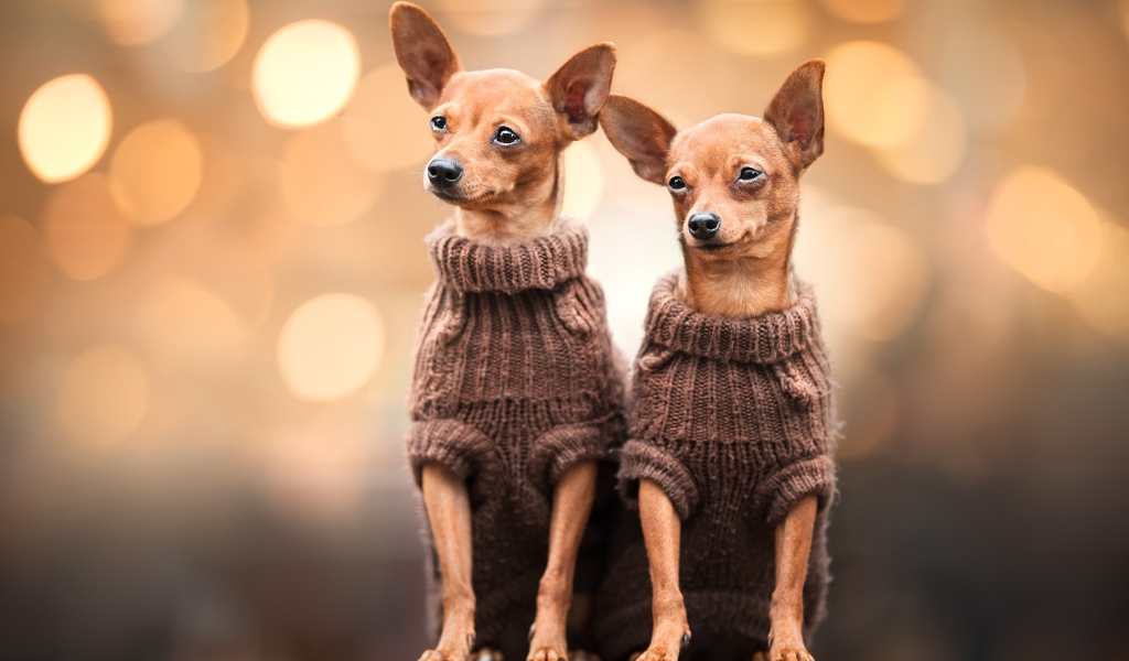Две собаки породы чихуахуа в свитерах
