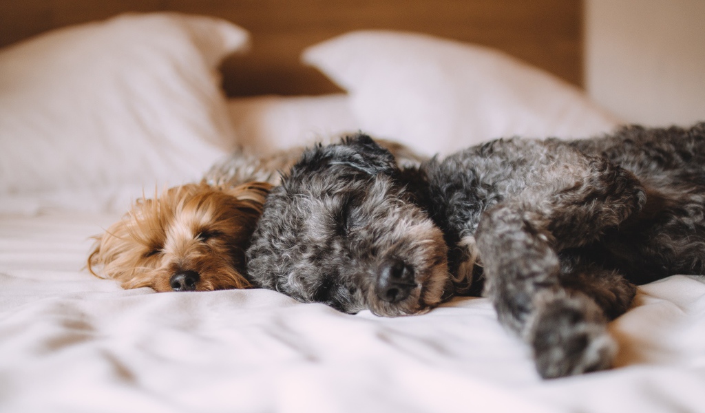 Две собаки спят на кровати 