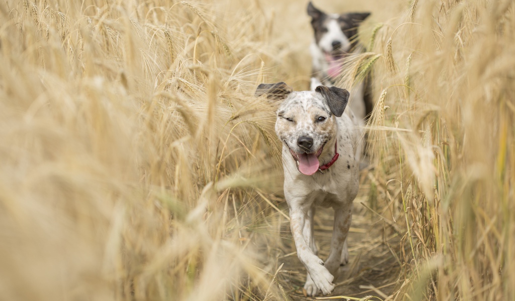 Две собаки с высунутым языком бегут по полю с пшеницей