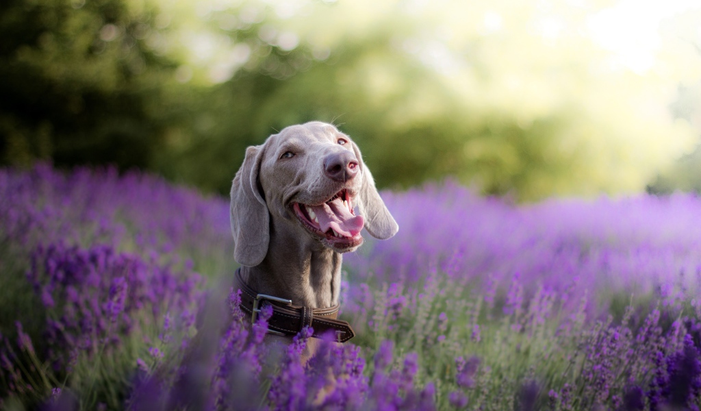 Собака породы Веймаранер с высунутым языком в цветах