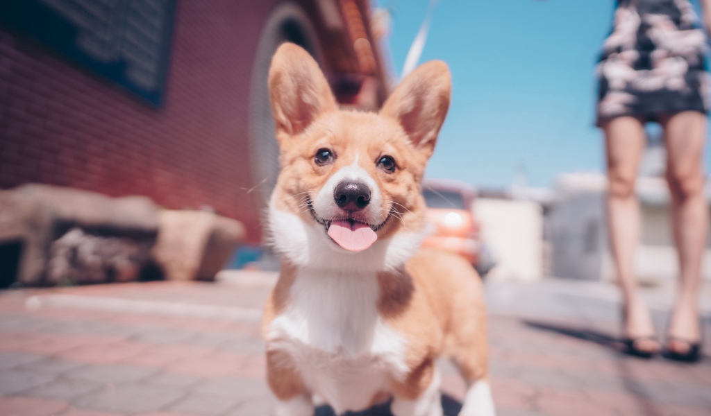 Смешной пес породы вельш-корги с высунутым языком