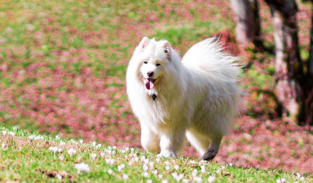 Белая самоедская собака с высунутым языком