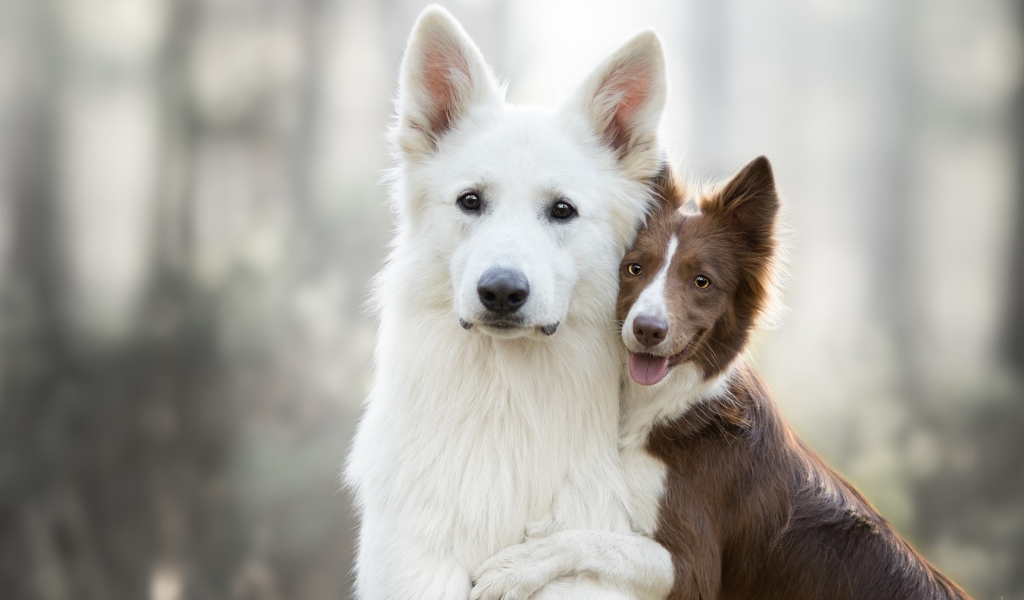 Белая швейцарская овчарка и бордер колли обнимаются 
