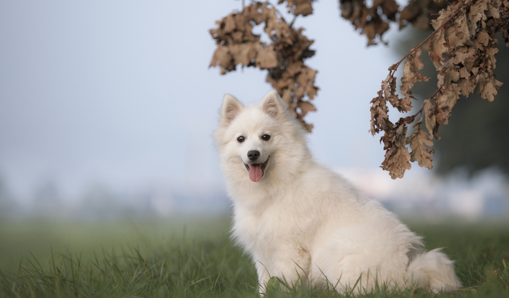 Белая собака породы японский шпиц сидит на траве