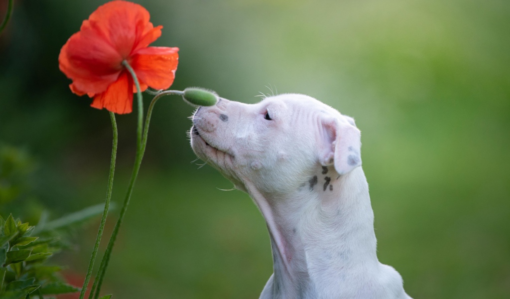 Белый породистый пес нюхает красный цветок мака