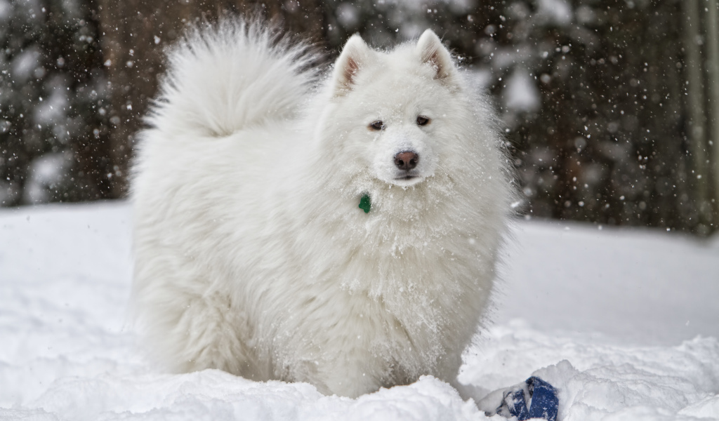 Белая самоедская собака играет на снегу