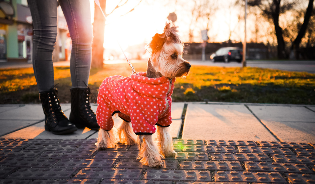 Йоркширский терьер в костюме на прогулке