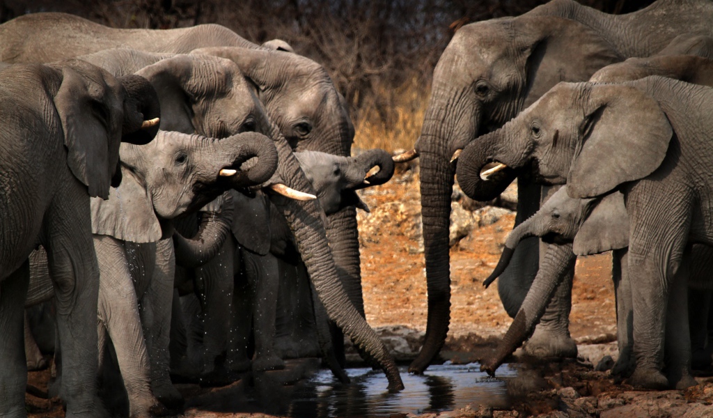 Стадо серых слонов у водопоя 