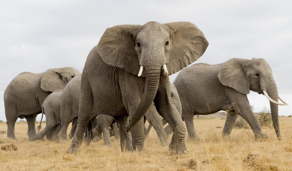 Стадо больших серых слонов в саванне