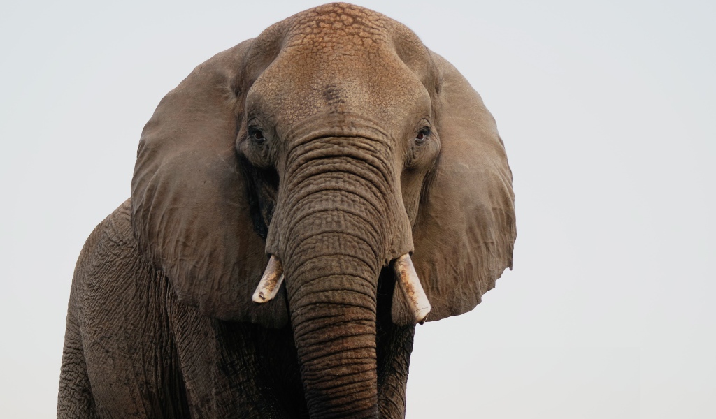 Большой индийский слон крупным планом