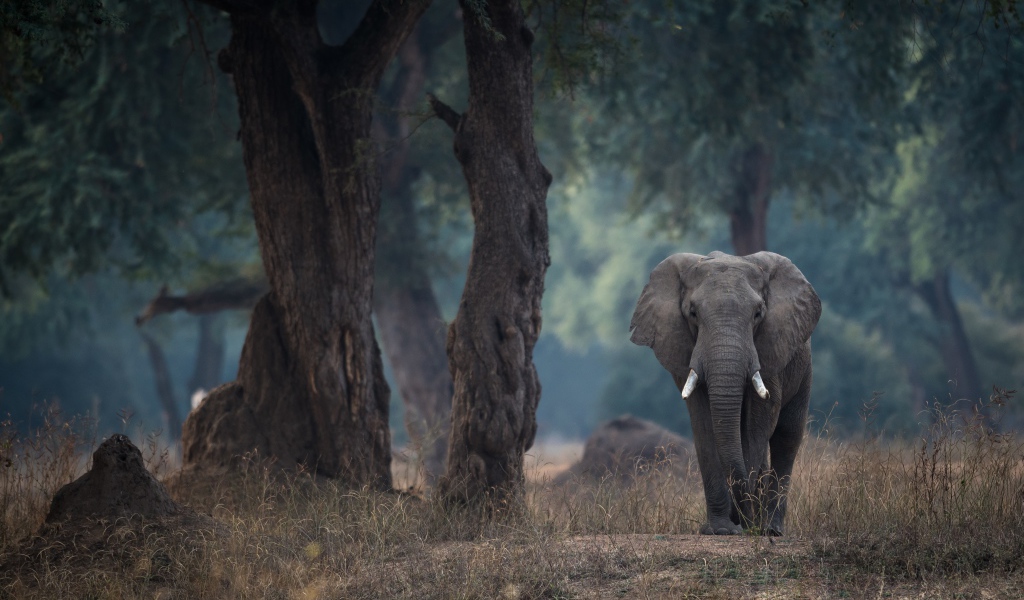 Большой серый слон идет у дерева