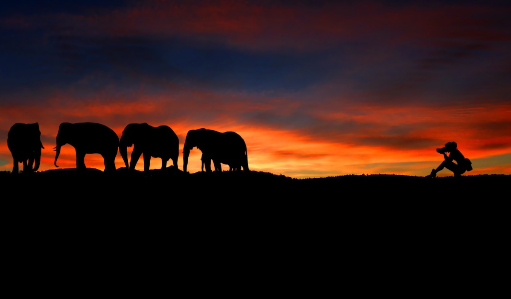 Девушка фотографирует слонов на закате