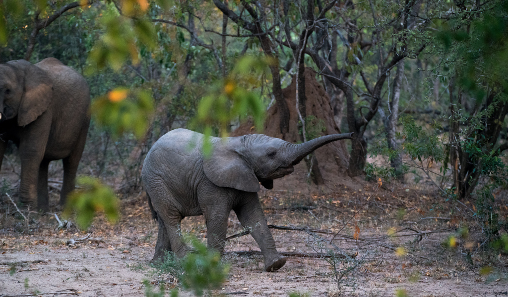 Маленький слоненок в лесу 