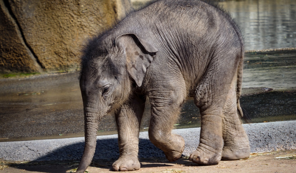 Маленький слоненок в зоопарке у воды