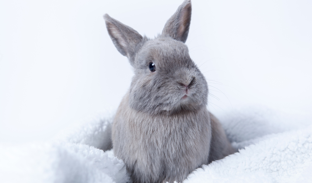 Серый декоративный кролик сидит на мягком покрывале