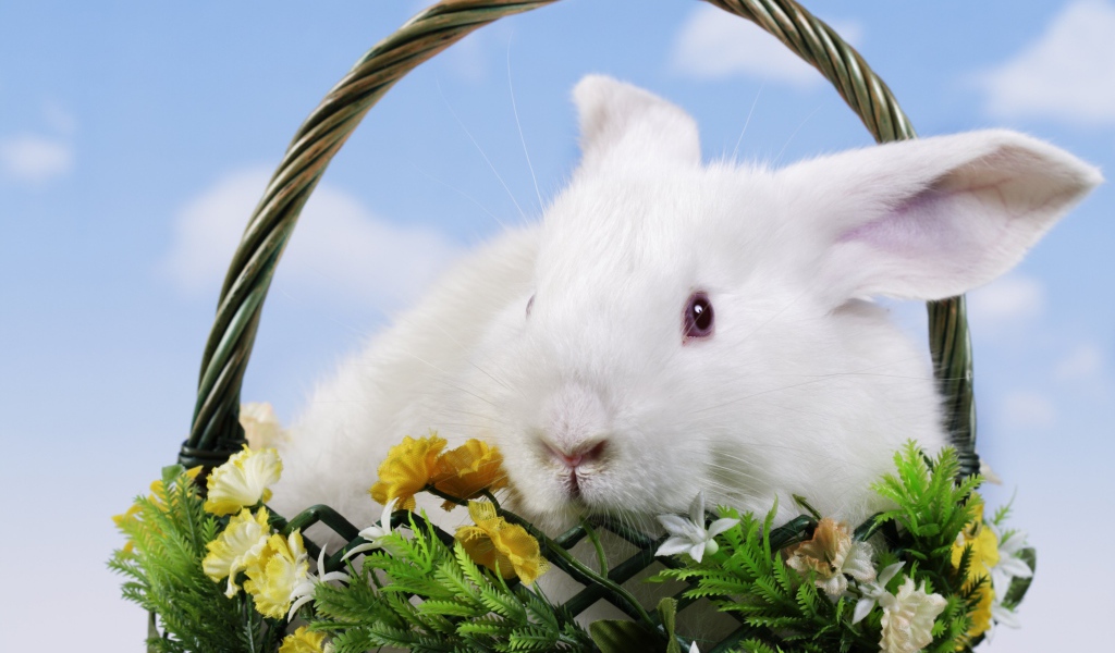 Белый декоративный кролик в корзине на фоне неба