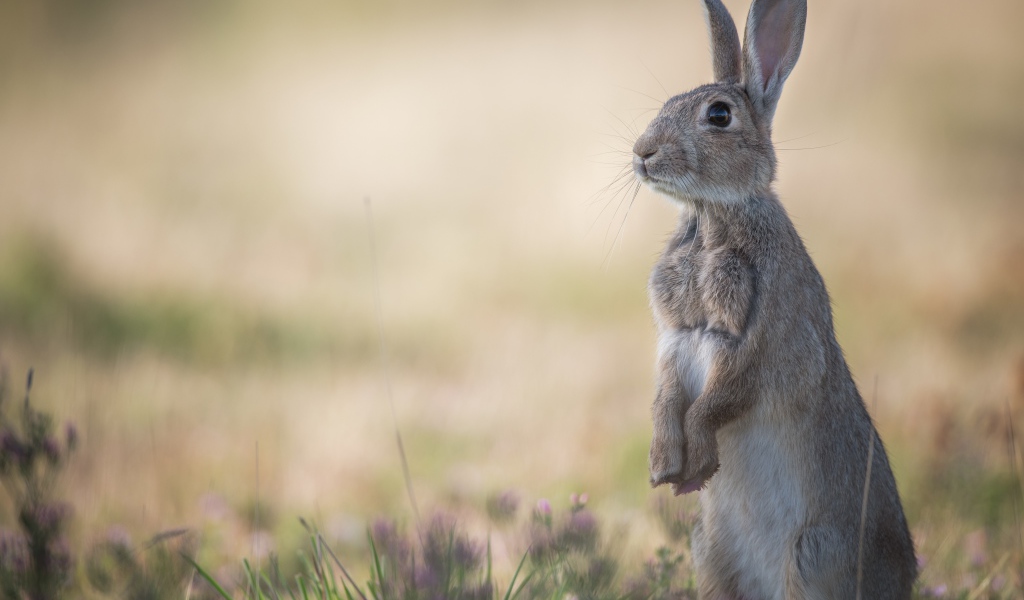 Дикий лесной заяц стоит на траве