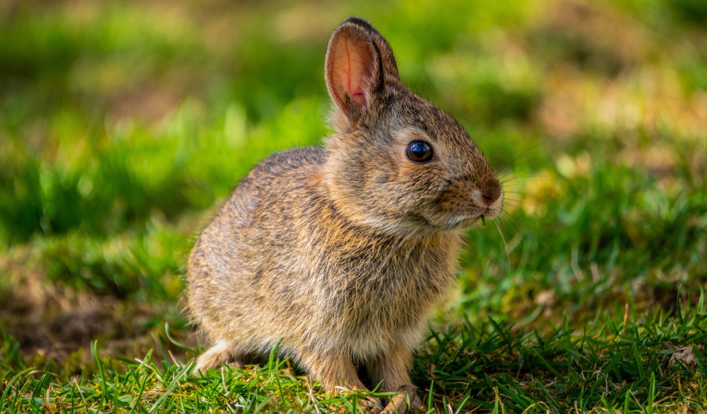 Дикий серый заяц на зеленой траве