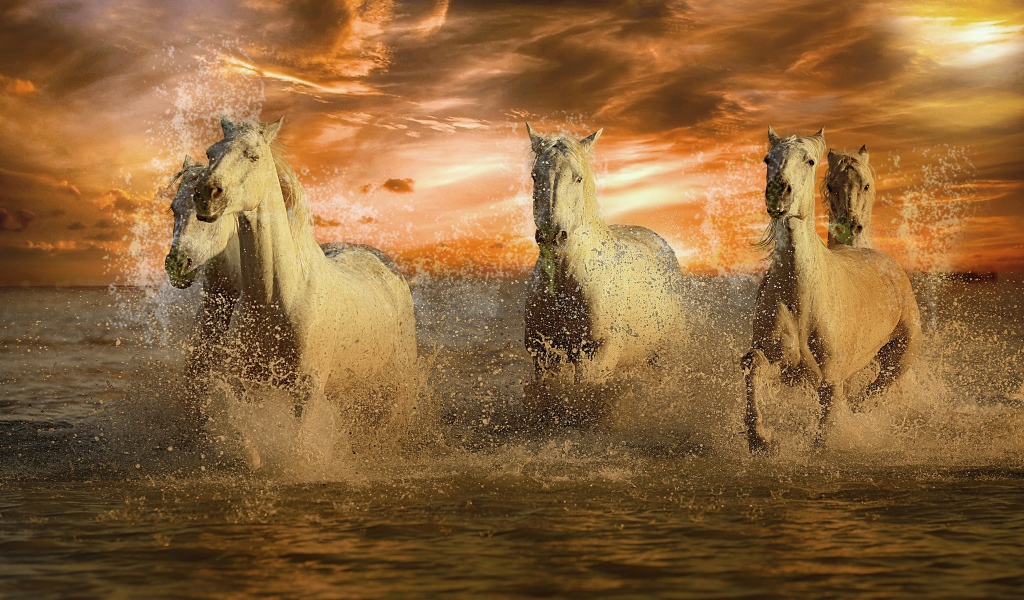 Стадо белых лошадей скачет по воде на закате
