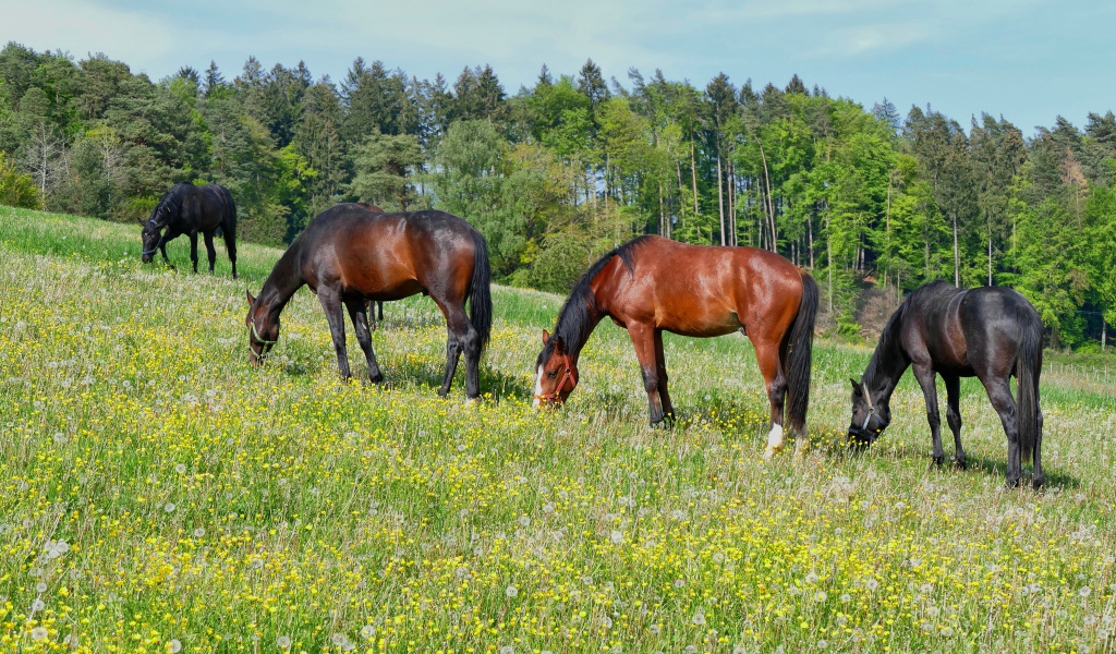 Красивые лошади пасутся по полю у леса