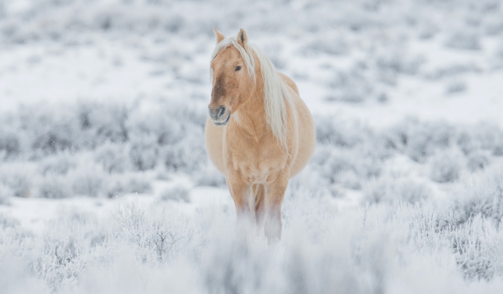Большая коричневая лошадь идет по покрытой снегом траве