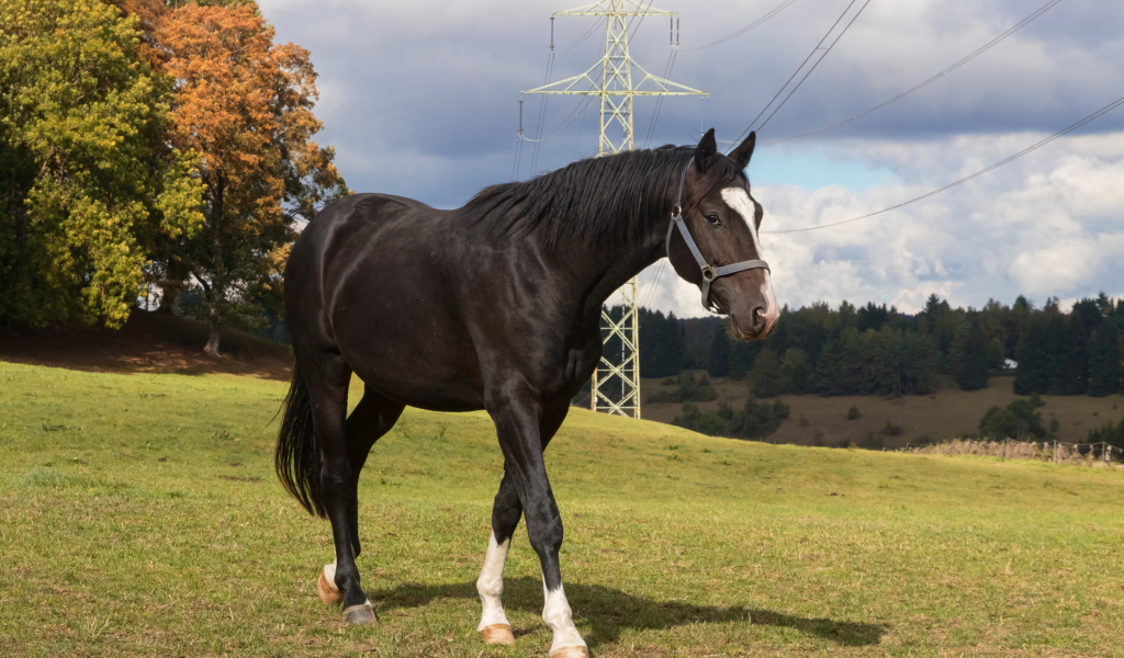 Черный конь идет по зеленой траве
