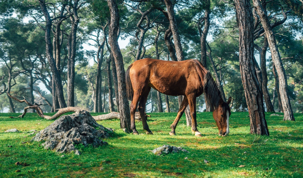 Коричневая лошадь пасется на зеленой траве в лесу
