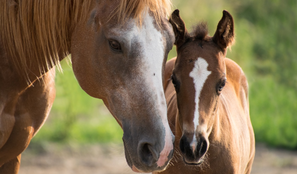 Коричневая лошадь с жеребенком 