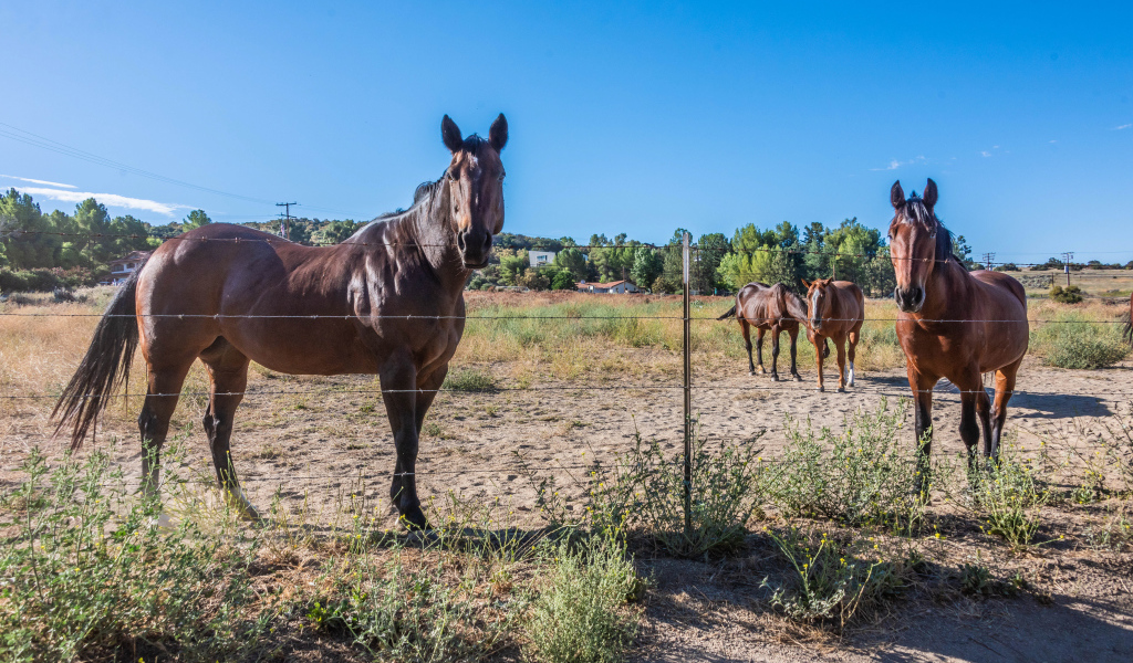 Коричневые лошади пасутся на ферме 