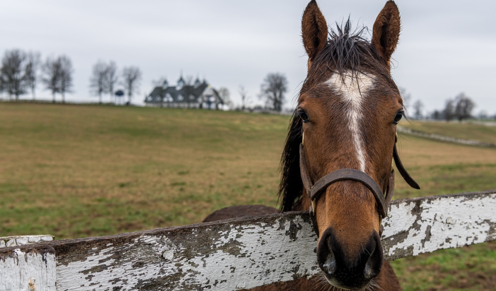 Лошадь на пастбище у забора