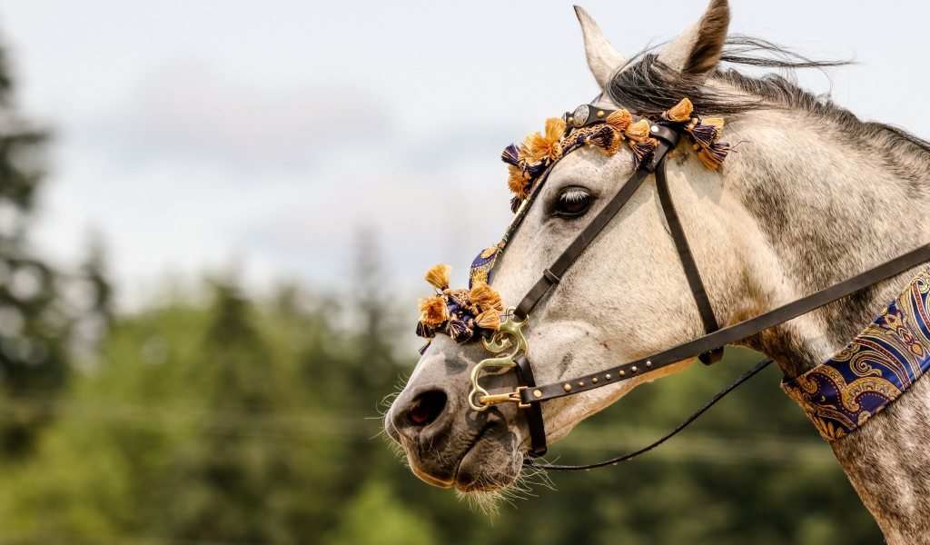 Horse with ornaments on the face